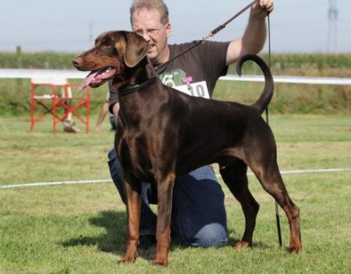 Tensado v. Weser-Ems | Brown Doberman Pinscher