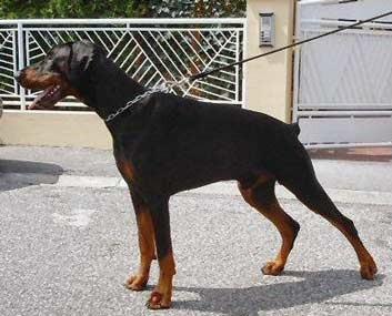 Fago Flashived | Black Doberman Pinscher