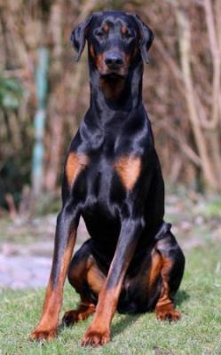 Buma v. Kattenturm | Black Doberman Pinscher