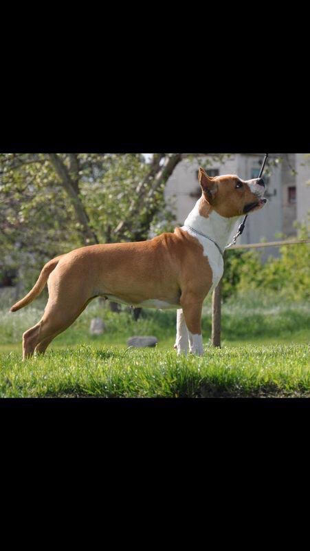 Fiona Long Step | American Staffordshire Terrier 