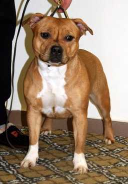 Eshp Zhara | Staffordshire Bull Terrier 