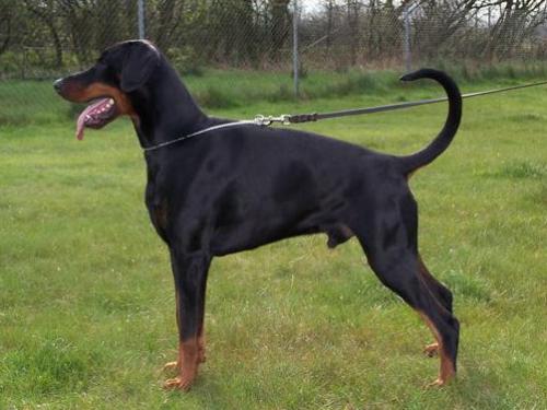 Juwel v. Waldwinkel | Black Doberman Pinscher