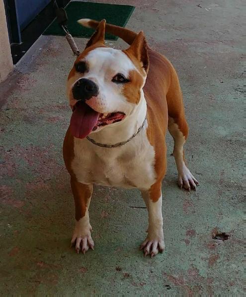 PYETRA AMSTAF BANTIM | American Staffordshire Terrier 