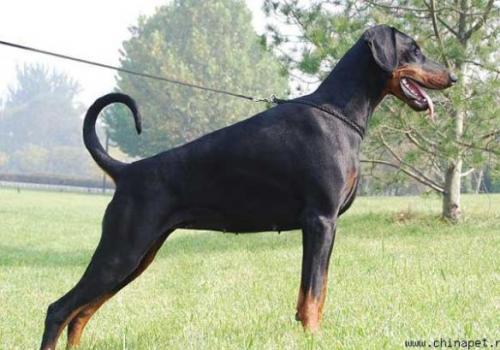 Juxa v. Waldwinkel | Black Doberman Pinscher