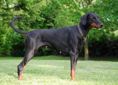 Velicitas v. Eschenbruch | Black Doberman Pinscher