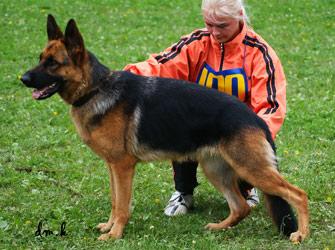 Viski 2006 | German Shepherd Dog 