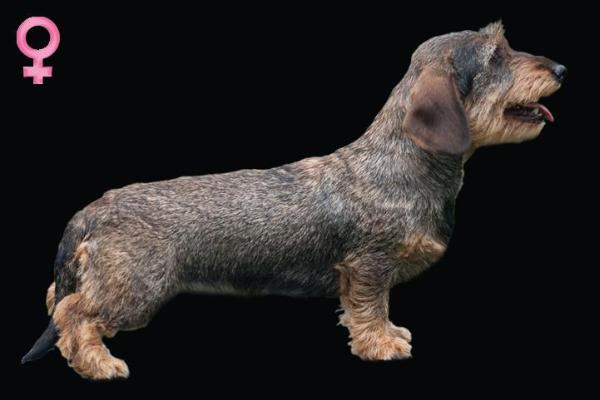 Vanni's Albachiara N/D | Dachshund 