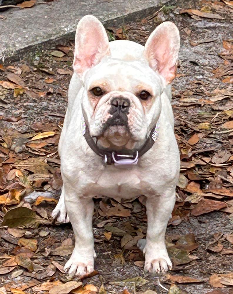 Roman De La Rose's Bijou Bien-Aime | French Bulldog 