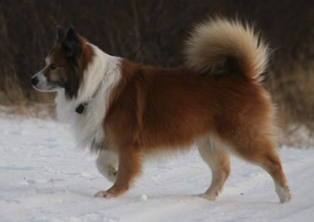 Dranga Kátur | Icelandic Sheepdog 