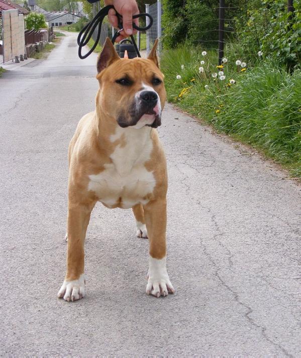 Maast Bomber of Lightsome | American Staffordshire Terrier 