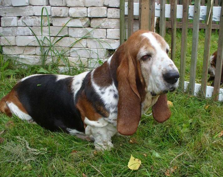 Ninell Iz Chernichnogo Raya | Basset Hound 