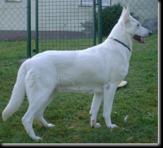 Hexe vom Hohen Westerwald | White Swiss Shepherd Dog 