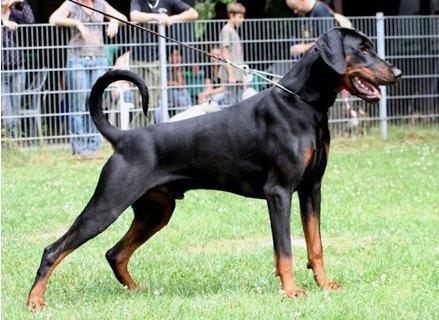 Heartbreaker v. Ferrenberg | Black Doberman Pinscher