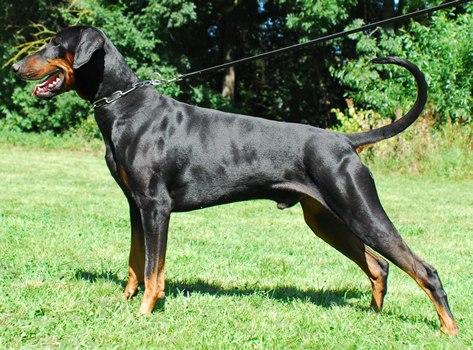 Hektor v. Ferrenberg | Black Doberman Pinscher