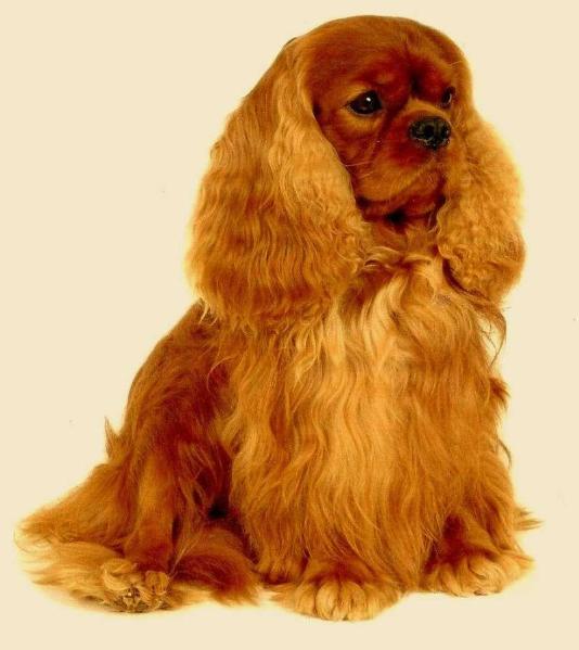 Cinderlace Muligatawny by Volney | Cavalier King Charles Spaniel 