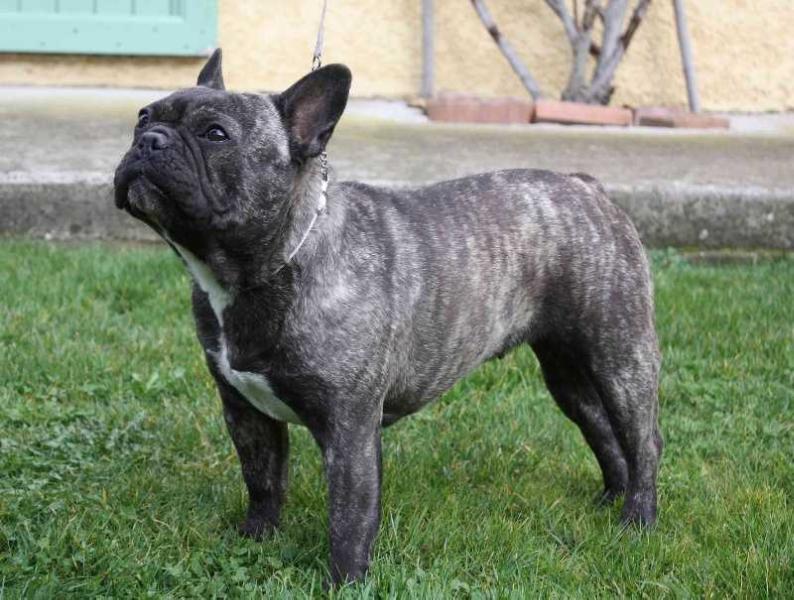 Celosia des boules de florialy | French Bulldog 