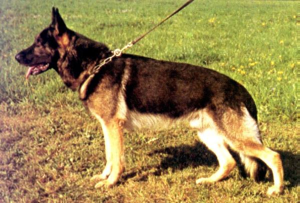 Greif vom Bielkopf | German Shepherd Dog 