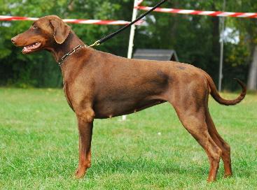 Zarina v.d. Böllenruthen | Brown Doberman Pinscher