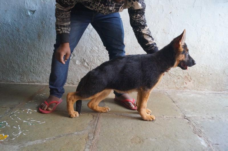 VENKSLINE ANNA | German Shepherd Dog 