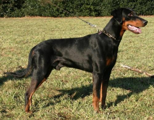 Ikarus v.d. Keltenschanze | Black Doberman Pinscher