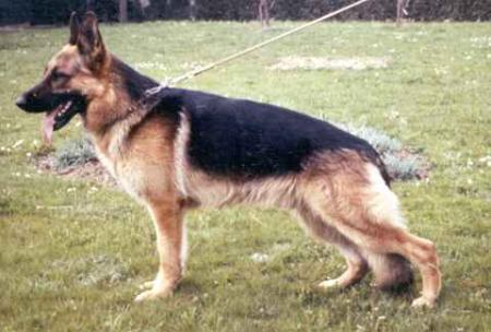 Vax von der Wienerau | German Shepherd Dog 