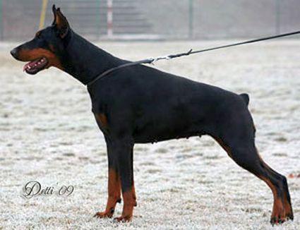 Brooklyn v. Gruosi | Black Doberman Pinscher