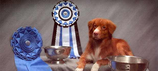 Foxvale's Lennoxlove Patriot | Nova Scotia Duck Tolling Retriever 