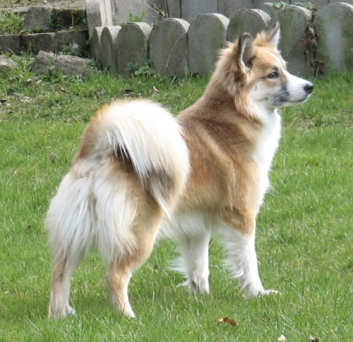 Manadis fra Klettakoti | Icelandic Sheepdog 