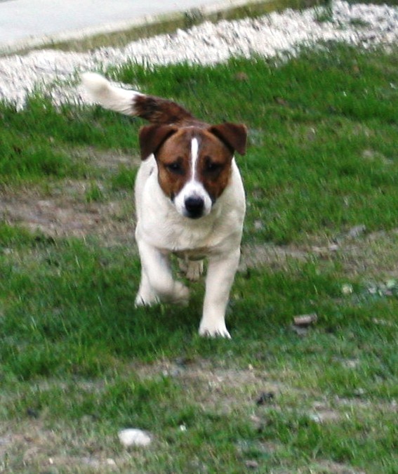 ROYAL DI SAN RUFFINO JACK ZUCCHERO | Jack Russell Terrier 