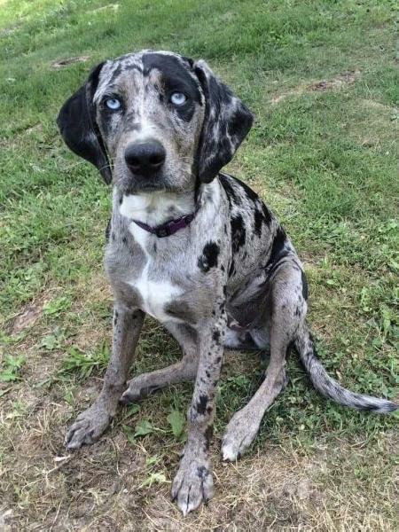 Hard Rock’s Roxie | Catahoula Leopard Dog 