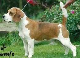 Rossut Navigator | Beagle 