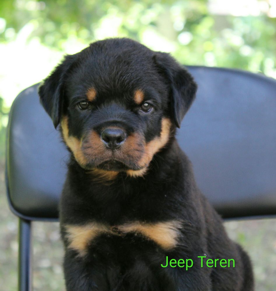 Jeep Teren | Rottweiler 