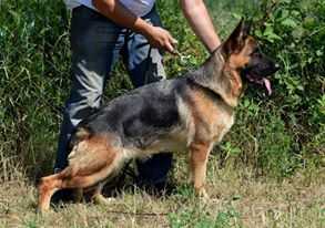 Masha vom platanshof | German Shepherd Dog 