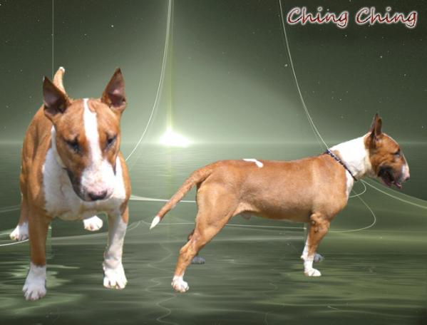 Ching Ching of Wendy Knoll | Bull Terrier 