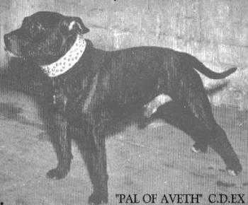 Pal of Aveth | Staffordshire Bull Terrier 