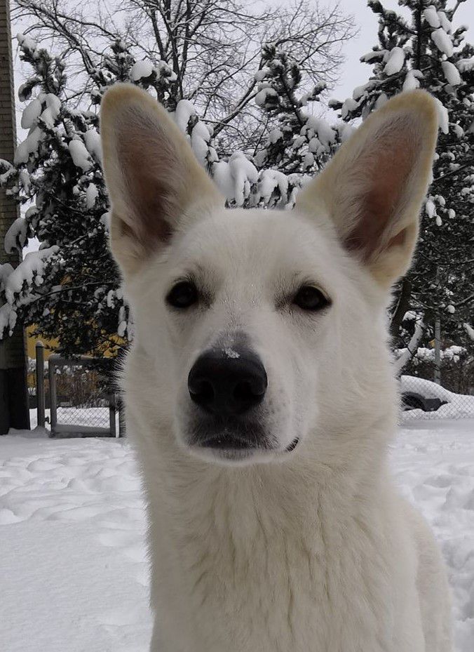 Boardhill Blonde Bombshell | White Swiss Shepherd Dog 