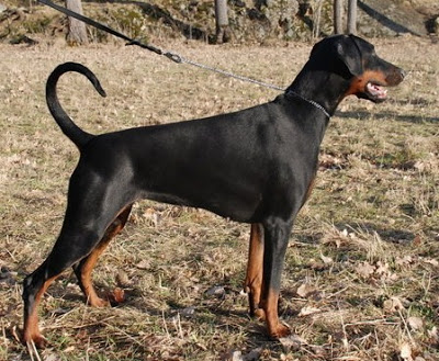 Beckers Ido Ninja | Black Doberman Pinscher
