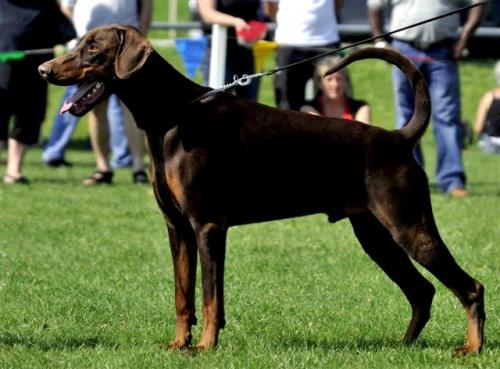 Jeronimo v. Nemesis | Brown Doberman Pinscher