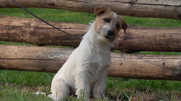 ABIS  Beti's Diamonds | Jack Russell Terrier 