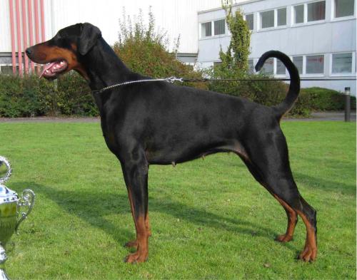 Jamaica v. Nemesis | Black Doberman Pinscher