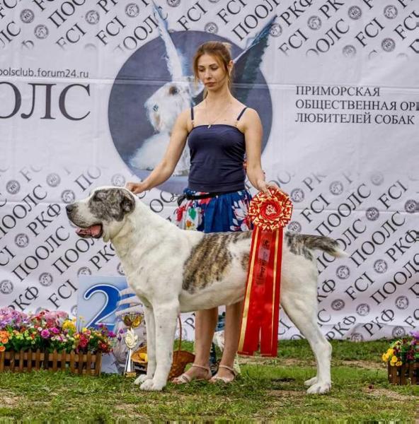 Grai Vest Georg | Central Asian Shepherd Dog 