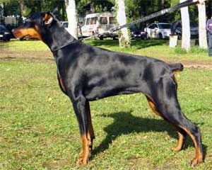 Millgret Alli Alina | Black Doberman Pinscher