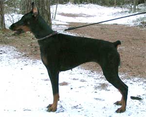 Millgret Ada Atrada | Black Doberman Pinscher