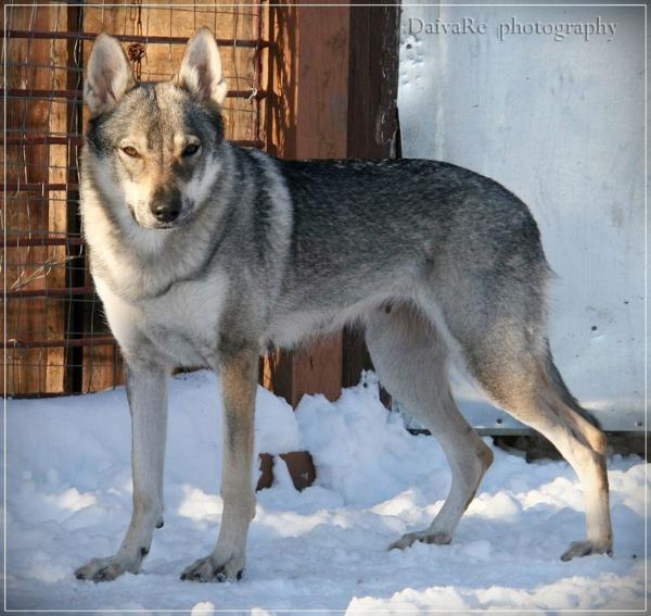 Laudaj Girios Dvasia | Czechoslovakian Wolfdog 