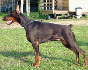 Millgret Arletta Amaretta | Brown Doberman Pinscher