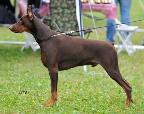 Svet Muroma Ognezar Gudwin | Brown Doberman Pinscher