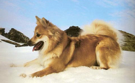 Lækjamóts Birta | Icelandic Sheepdog 