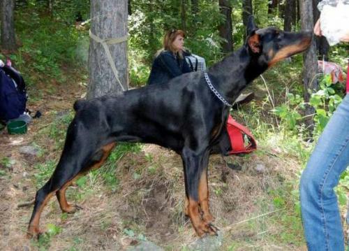 Svet Muroma Orchideya Gorislava | Black Doberman Pinscher