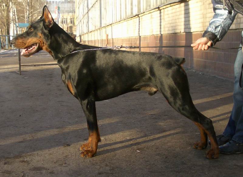 Gorgippia Plutos | Black Doberman Pinscher