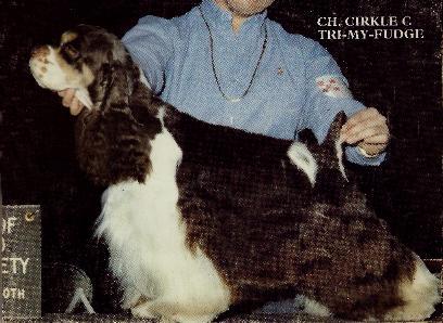 Cirkle C's Tri My Fudge | American Cocker Spaniel 